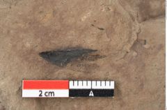 Foto (Detailansicht) von Pinus palaeostrobus Ettingshausen (NHMW-GEO-2024-0188-0205)